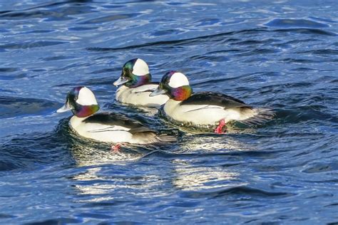 27 Ducks in Oregon – Let’s See Which Species You Can Spot