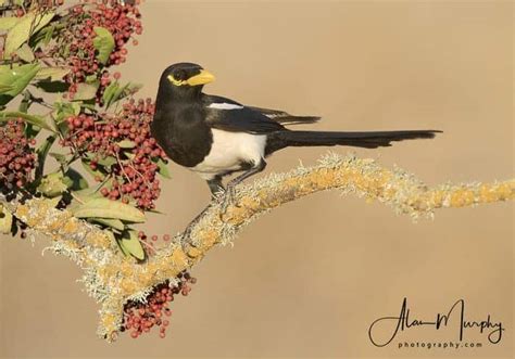 Yellow-billed Magpie | Focusing on Wildlife