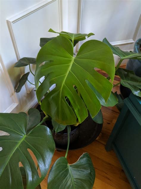 Monstera deliciosa (Ceriman, Cutleaf Philodendron, Hurricane Plant ...