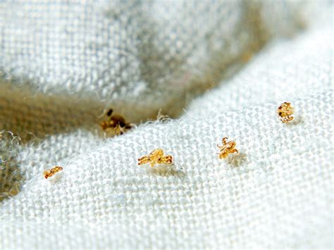 How To Get Rid Of Lice On Bed Sheets - Bed Western