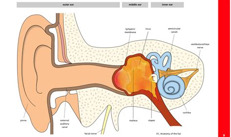 Get Ear Infection & Pain Treatment Online - Great Doctors USA