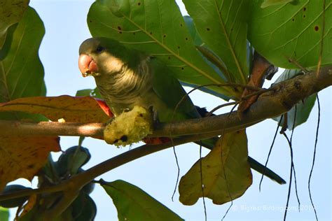 Monk Parakeet - Big Year Birding