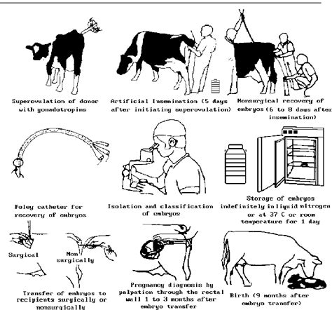 Bovine Embryo Transfer and Its Application: Arview | Semantic Scholar