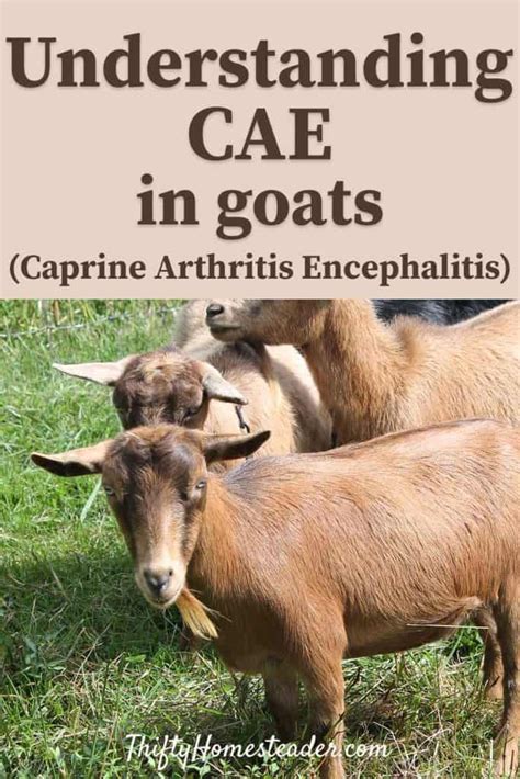 Caprine Arthritis Encephalitis (CAE) in Goats