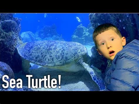 Touching Shark Eggs and other Close Encounters at the London Aquarium - YouTube