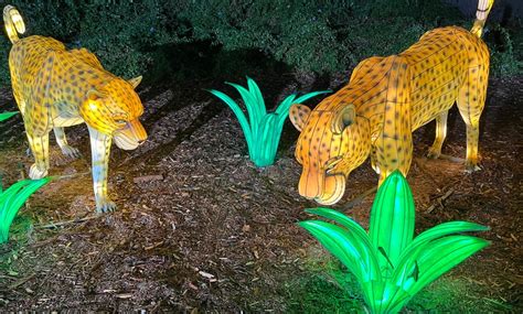 IllumiNature at the Fresno Chaffee Zoo in - Fresno, CA | Groupon