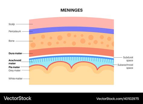 Meninges anatomy diagram Royalty Free Vector Image