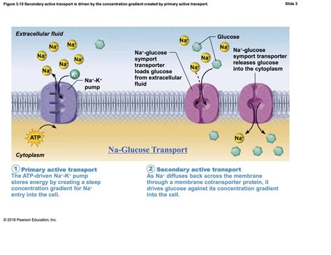 Primary Active transport and Secondary active transport Diagram | Quizlet