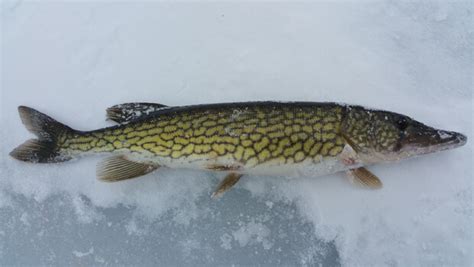 How to catch pickerel through the ice – Ice Fishing Reviews