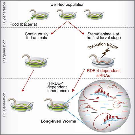 Starvation-Induced Transgenerational Inheritance of Small RNAs in C. elegans: Cell