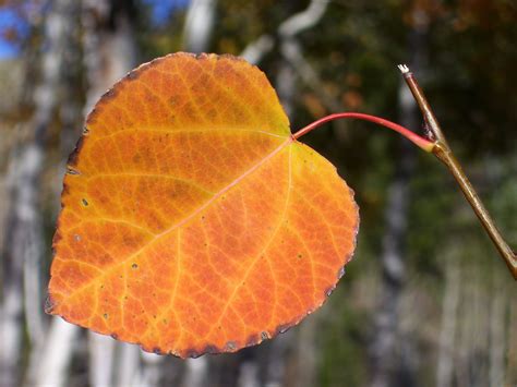 Aspen leaf | Aspen leaf, Plant leaves, Fall colors