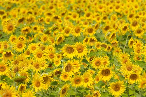 Beautiful natural scenery with sunflower fields. 9326193 Stock Photo at Vecteezy