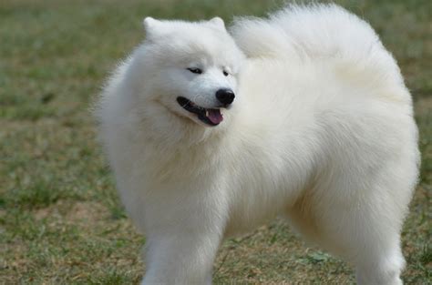 American Eskimo Dog Breed Information, Characteristics & Heath Problems | DogZone.com