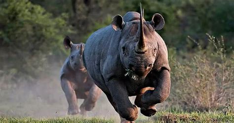 Rhinoceros Personality Type Explained. Characteristics of the ...