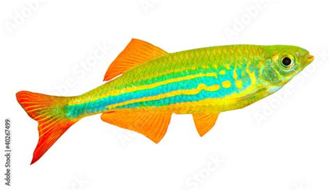 "Tropical fish isolated on a white background." Stock photo and royalty-free images on Fotolia ...