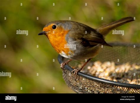 Robin on bird feeder Stock Photo - Alamy