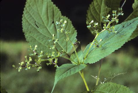 Urtica dioica (Urticaceae) image 10970 at PhytoImages.siu.edu