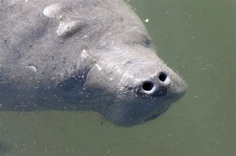 Florida Keys wildlife: 12 animals not to miss & when to see them