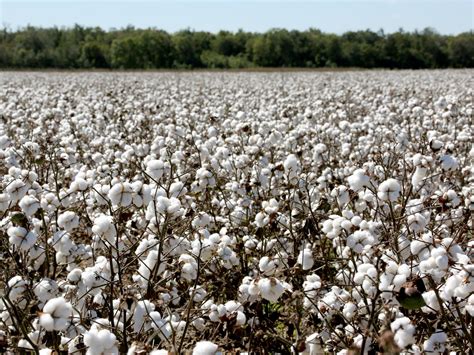 Cotton harvests expected to top 1,000 pounds again | Mississippi State ...