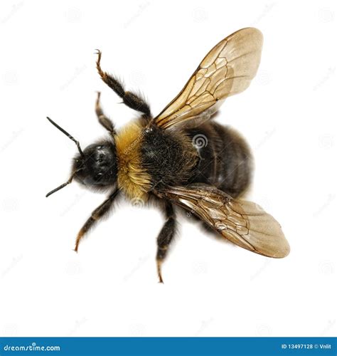 Bumblebee Royalty Free Stock Photos - Image: 13497128