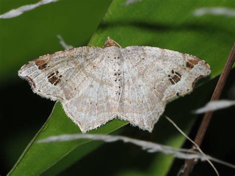 Birch Angle Macaria notata (Linnaeus, 1758) | Butterflies and Moths of North America