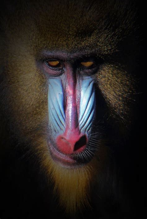 Blue Nosed Baboon 2 | Mr Woodchip | Flickr