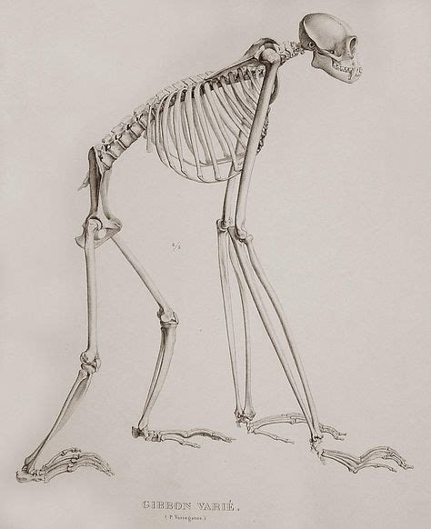 The skeleton of a gibbon. | Скелет, Анатомия