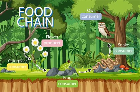 Food chain diagram concept on forest background 2119729 Vector Art at Vecteezy