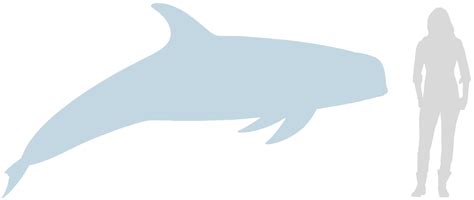 Risso’s Dolphin Facts - Ocean Conservation Society