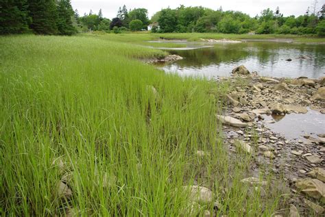 Estuaries and Salt Marshes | Landowner Stewardship Guide