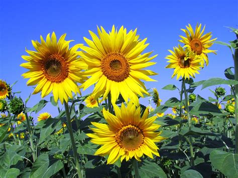 Sunflowers, Tall and Proud – Agriculture Monthly