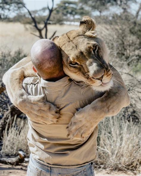 This Lioness Repays Her Caregiver Of 10 Years With Hugs And Cuddles | Bored Panda