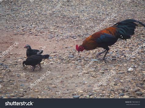 Keeping Pet Chickens Popularity Keeping Backyard Stock Photo 788186014 | Shutterstock