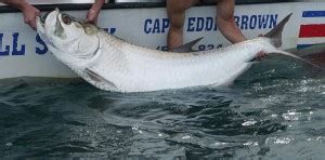 Tarpon Sport Fishing in Costa Rica | Sport Fishing Charters | ®FishCostaRica