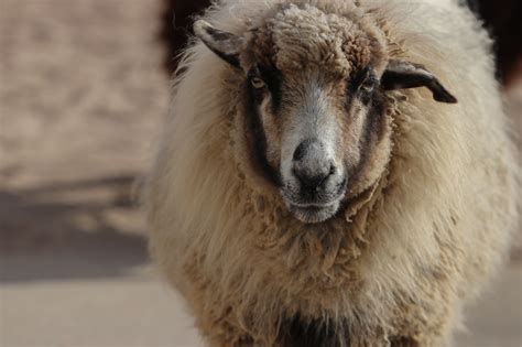 Farms Festival: Sheep Shearing – Sedgwick County Zoo