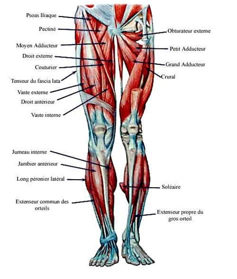 muscles de la jambe Human Anatomy Drawing, Human Body Anatomy, Human Anatomy And Physiology, Leg ...