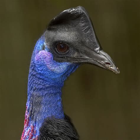 Dwarf Cassowary - WildArk