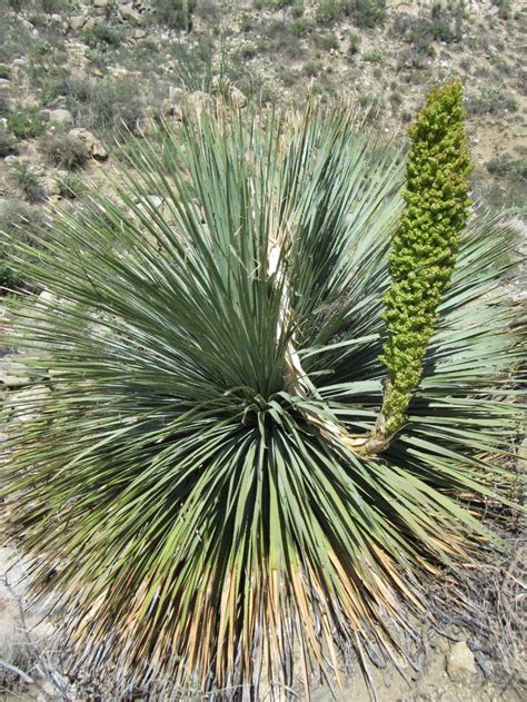 Desert spoon | The Arizona Native Plant Society | Native plants, Plants, Native garden