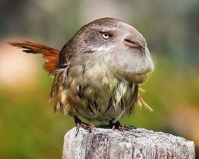 MorgansLists.com: Animal Hybrids We Wish Were Real! - Hilariously Photoshopped Images