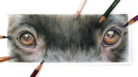 How To Draw A Realistic Dog Eye Step By Step / Fill in the eyebrows as well as the eyelashes.