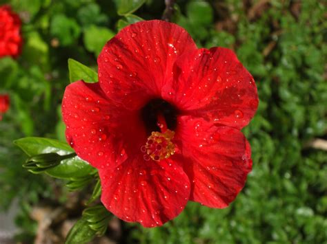 "Big Red Spanish Flower" by Ben Slawson | Redbubble