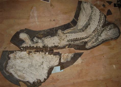 Orthacanthus Nearing Completion - Member Collections - The Fossil Forum