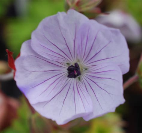 Hardy geraniums UK Specialist | Hardy geranium, Geraniums, Deer resistant flowers