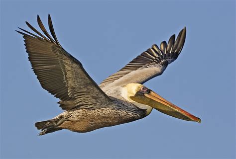 Flying Brown Pelican Free Stock Photo - Public Domain Pictures