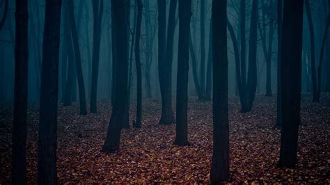 Dark Forest Wallpapers - Wallpaper Cave