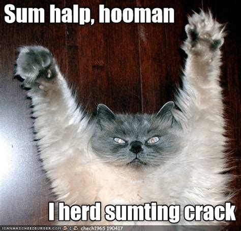 Lolcats - crack - LOL at Funny Cat Memes - Funny cat pictures with words on them - lol | cat ...