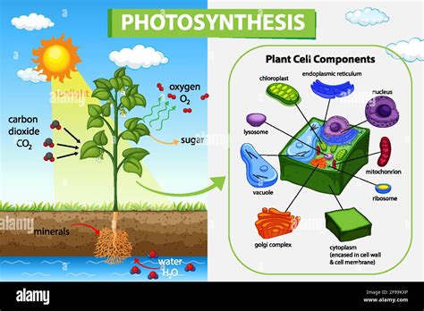 How Do Plants Maximize Photosynthesis at Terry Fanelli blog