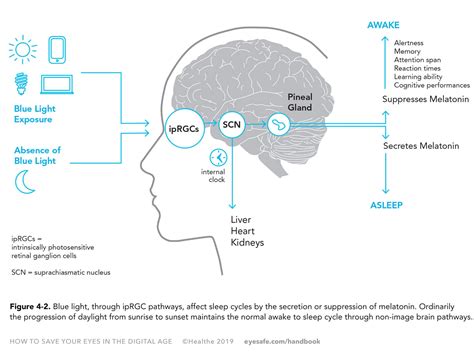 Chapter 4 - Circadian Rhythm | Eyesafe