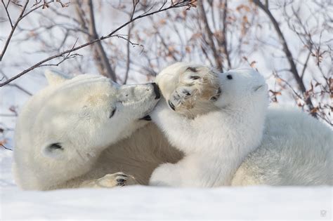 Download Cute Playing Cub Animal Polar Bear HD Wallpaper