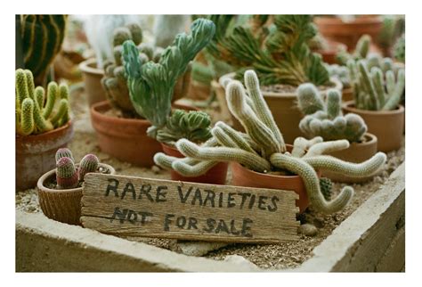 Rare Cacti [AE-1P | 50mm | Portra 400] : r/analog